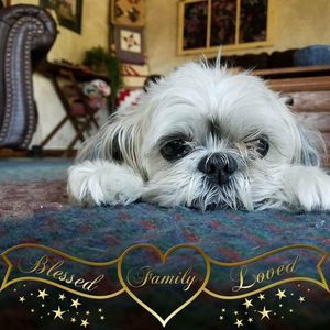 Meet your Posher, Sandy